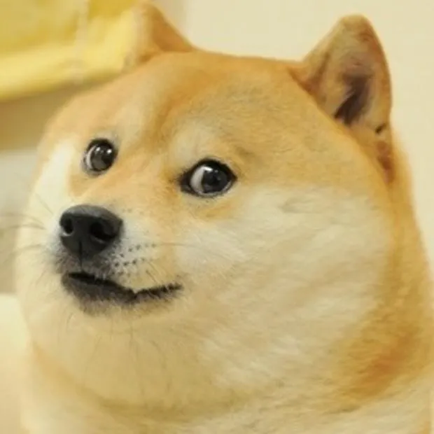 A Shiba Inu dog lying down and glancing sideways with raised eyebrows